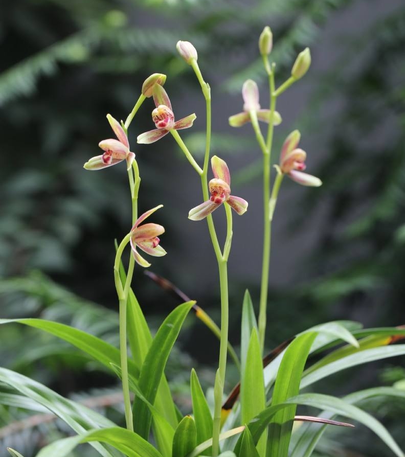 带花苞精彩梅 彩云追月朵云浏阳荷 峨眉水仙 红草红荷 四季兰色花