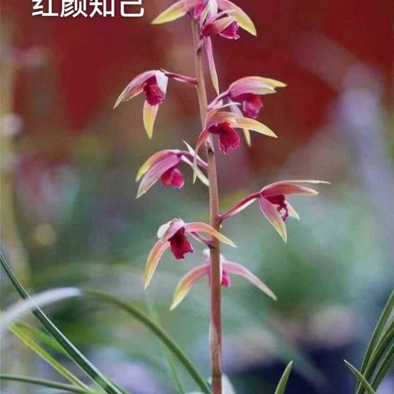 红颜知己蕙兰浓香小草