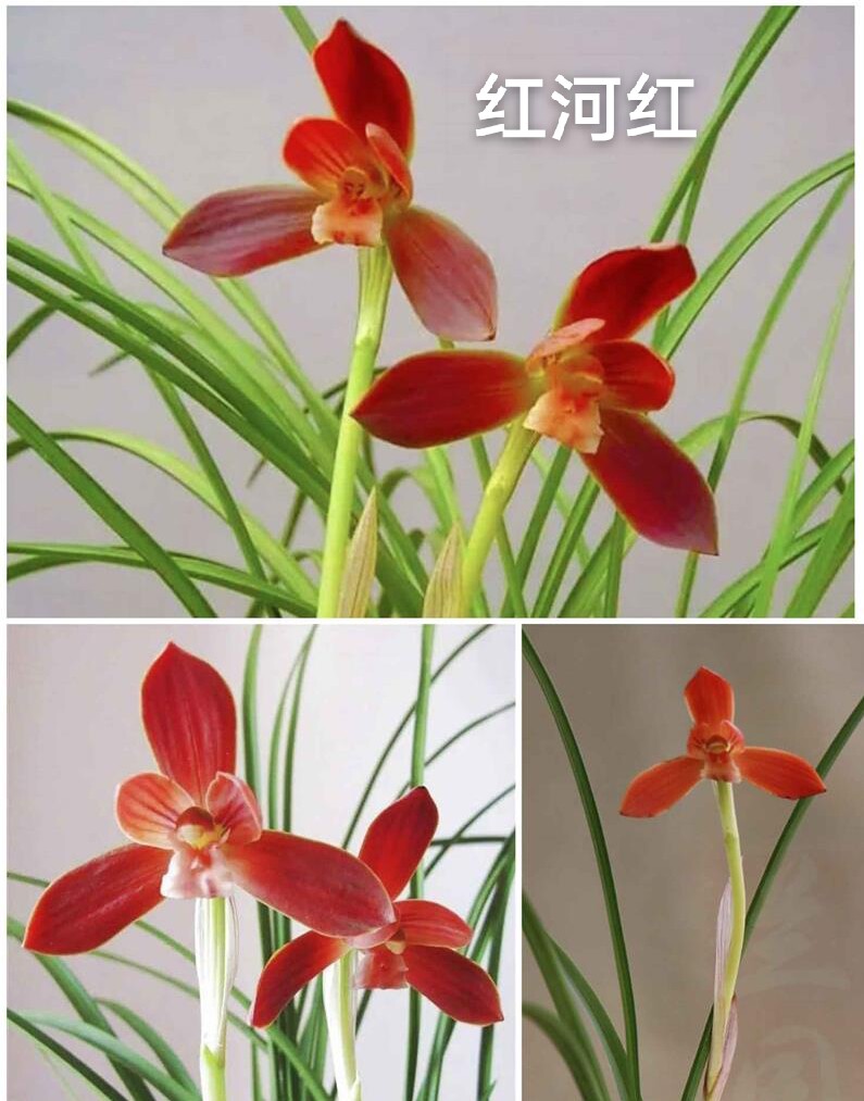 红河红橙红色 花大色惊艳经典名品 豆瓣兰转色花春天开花