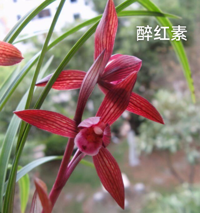 醉红素经典浓香花大叶