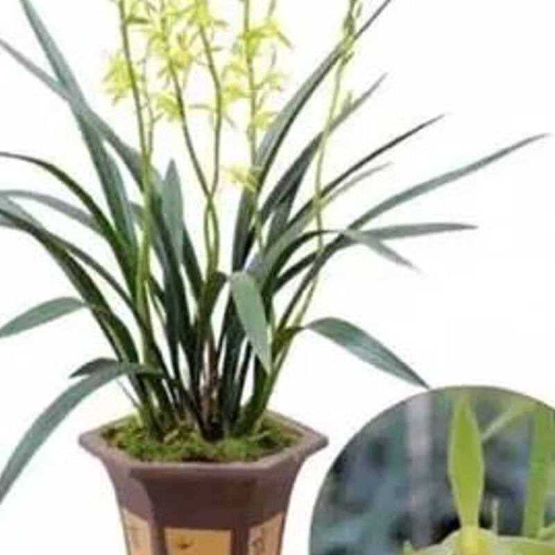 带小花芽黄花吴字翠中型浓香