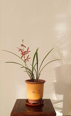 暂缺大地红 建兰四季兰细叶小草大花 浓香 花高出架 非常好养