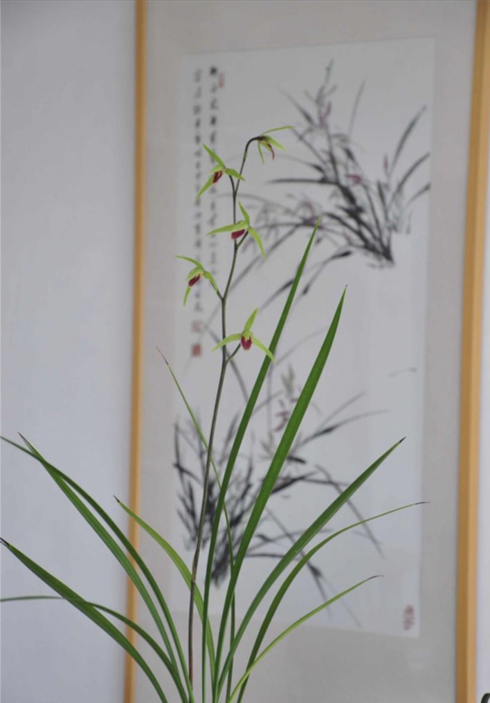 带小花苞寒兰雪中红 红舌经典 雪中红 花高出架