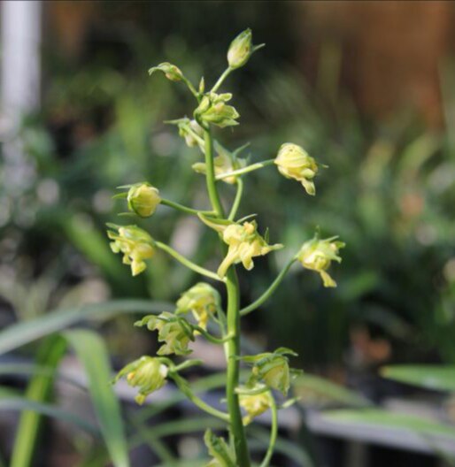 南海素奇 墨兰大白菜十大奇花色翠如玉花开久香春节开花