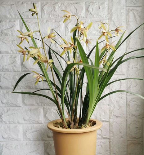 金边开花次数多四季兰开花机器