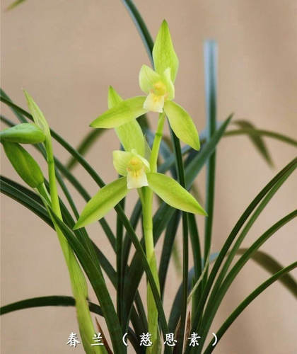 春兰素心花大浓香洁白优雅