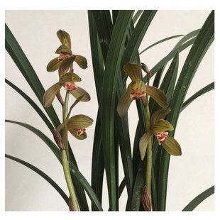 多花苞报岁双富贵 墨兰 荷瓣花 香气冷冽霸道 特香