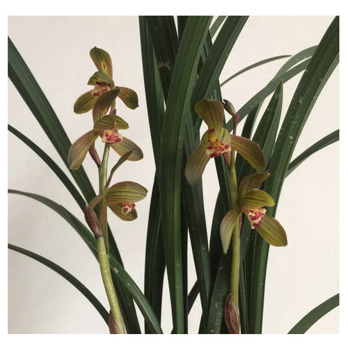 带花苞报岁双富贵 墨兰 荷瓣花 香气冷冽霸道 特香