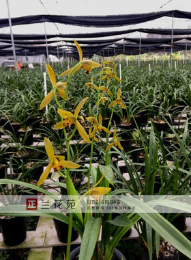 墨兰色花 琥珀金花 橙色系列 颜色越开越金黄 春节开花