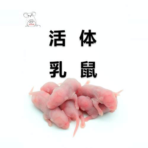 冰冻乳鼠红皮粉皮白霜亚成体无菌喂玉米角蛙小白鼠宠物爬宠食物