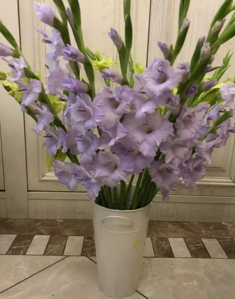 剑兰鲜切花家用水养云南基地直发百合花教师节情人节同城