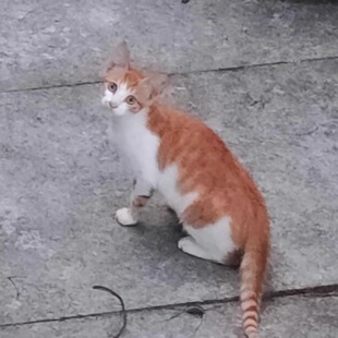 快来领养猫咪宠物