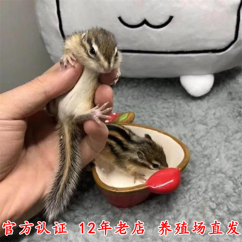 金花松鼠幼儿宠物活体幼儿园观赏魔王鼠红腹鼠儿童幼崽亲人包邮