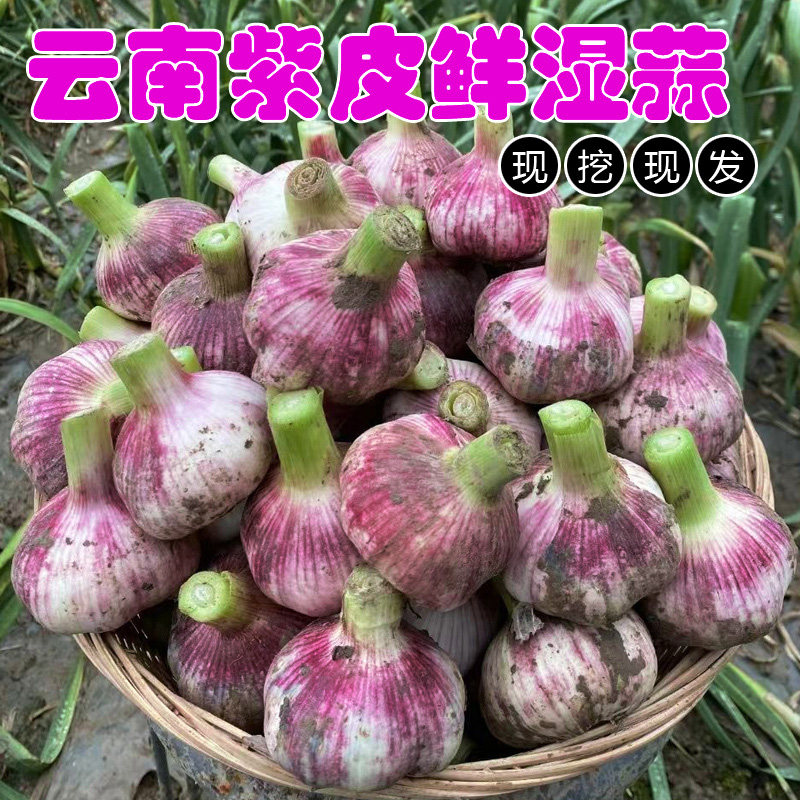 2026云南紫皮大蒜新鲜现挖2025正宗大蒜头湿蒜新蒜红蒜泡蒜糖醋蒜