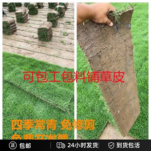 真草坪草皮带泥土马尼拉台湾草草皮种植别墅庭院果岭草坪工程绿化
