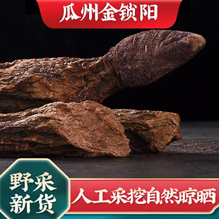 甘肃瓜州锁阳整根泡酒料锁阳500g克可配肉苁蓉泡茶水田李墩