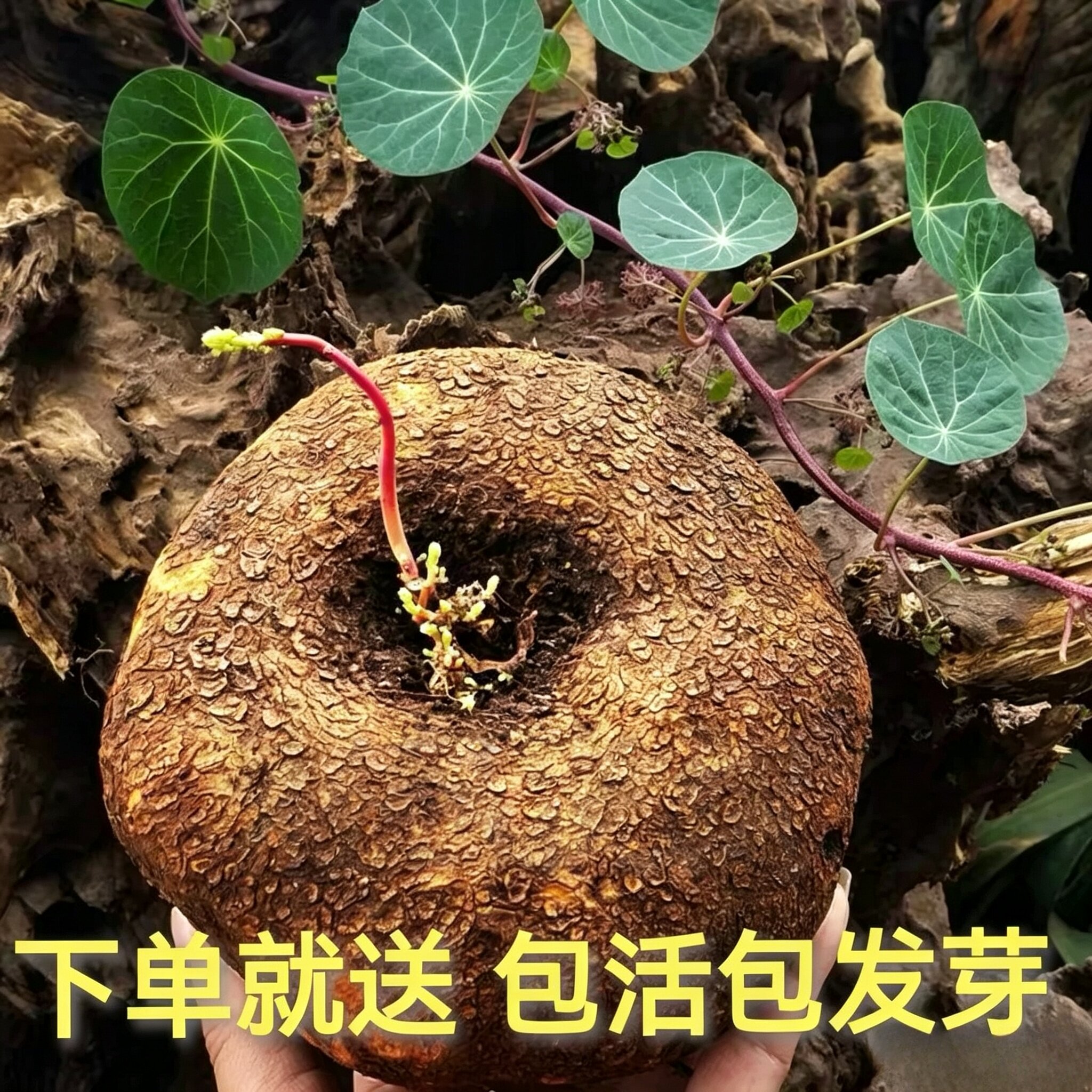 下单就送 云南山乌龟爬藤植物金不换红藤绿藤室内好养圆叶