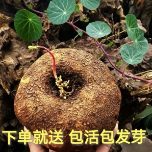 下单就送 云南山乌龟爬藤植物金不换红藤绿藤室内好养圆叶