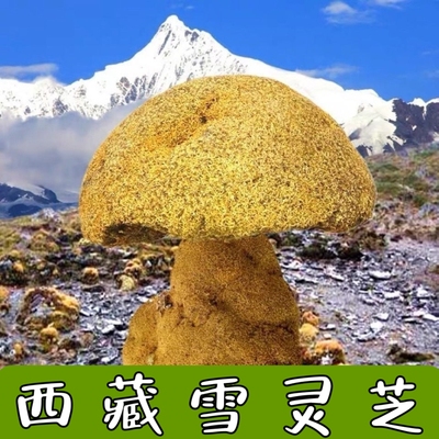 藏族山货阿仲尕布、雪灵芝正品西藏雪灵芝