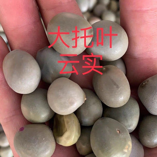 中药材大托叶云实云实子马豆朝天子甲木哲