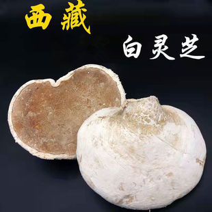 西藏野生白灵芝深山野生白色灵芝白边林芝非长白山白灵芝野生泡茶