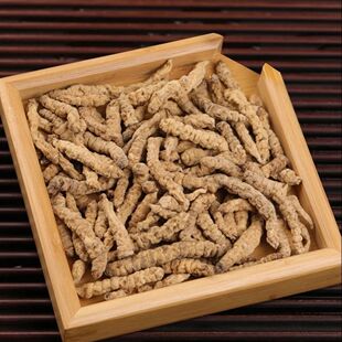 【天蚕虫草参】-西藏那曲天蚕参煲汤泡水