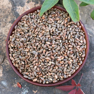 沂蒙山侧柏籽柏树籽柏子农家自采侧柏果籽枕头枕芯填充物