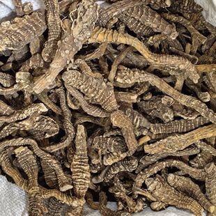 【阿勃参】高原地金参龙腾参龙藤参 多榔菊