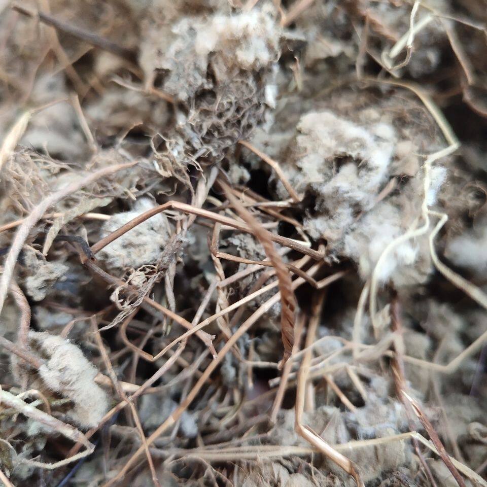 中药材金蝴蝶别名锦地罗,落地金钱
