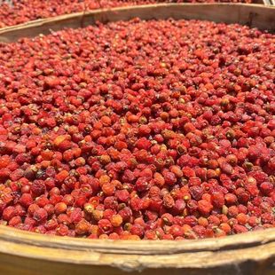 红豆杉果含紫杉醇南方红杉果中药材泡茶泡酒