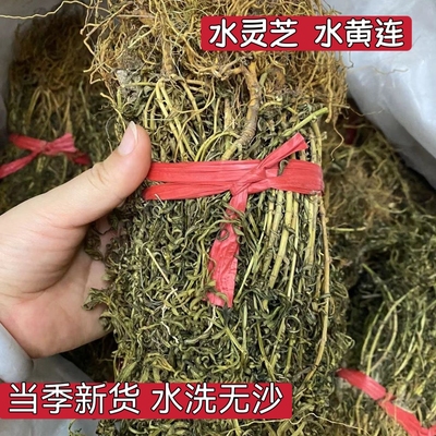 中药材 水灵芝 水黄连 水黄莲 鱼胆草