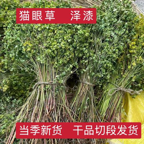 【野采猫眼草/泽漆】猫眼儿草五朵云新鲜晒干