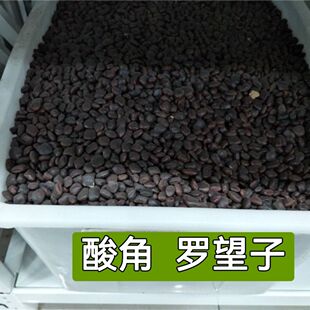 酸角子 酸豆 罗望子酸梅 木罕 甜目坎麻夯种 甜角子