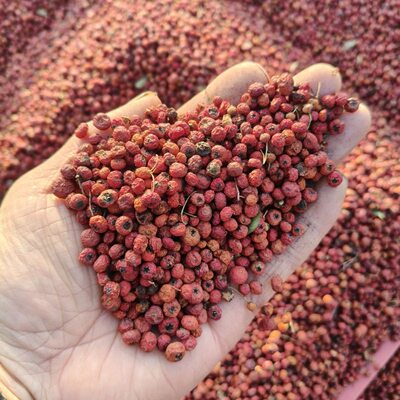 【神牛果】中越边境大山好货