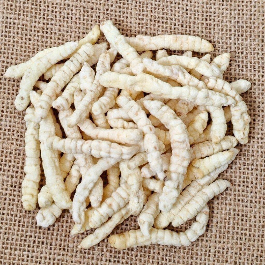 【白虫草】云南高海拔山货白虫草