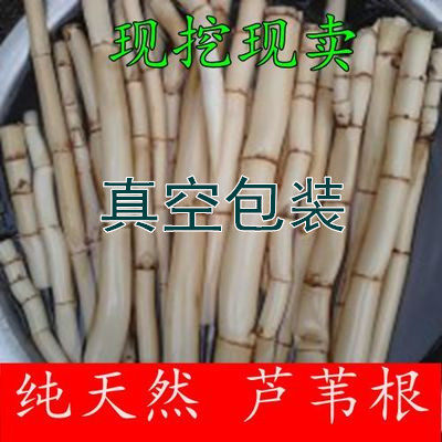 新鲜芦根野芦苇根鲜现挖苇子根凉茶食材另售有白茅根竹蔗芦根包邮 - 封面