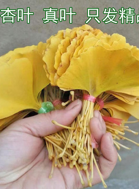 现摘标本手工绘画教学材料