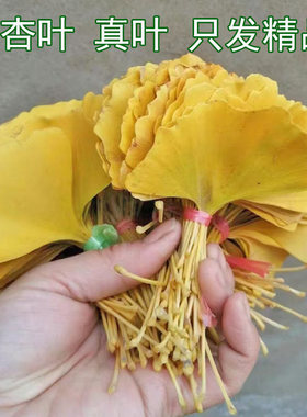 现摘标本手工绘画教学材料