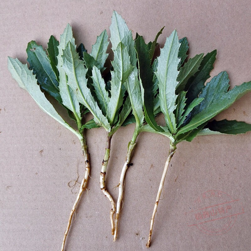 中药材苗刺儿菜苗小蓟苗小恶鸡婆苗刺蓟苗盆栽苗花卉种苗