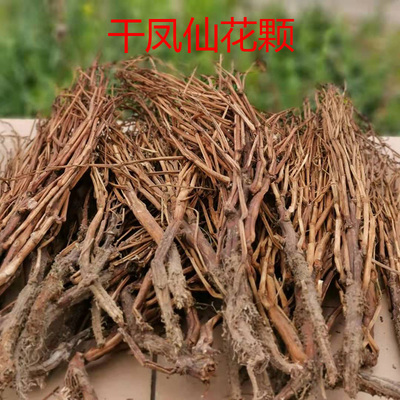 中药材透骨草干颗凤仙花茎天然