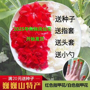 现摘白色凤仙花指甲草花染指甲花红凤仙花鲜花瓣泡醋花粉种苗
