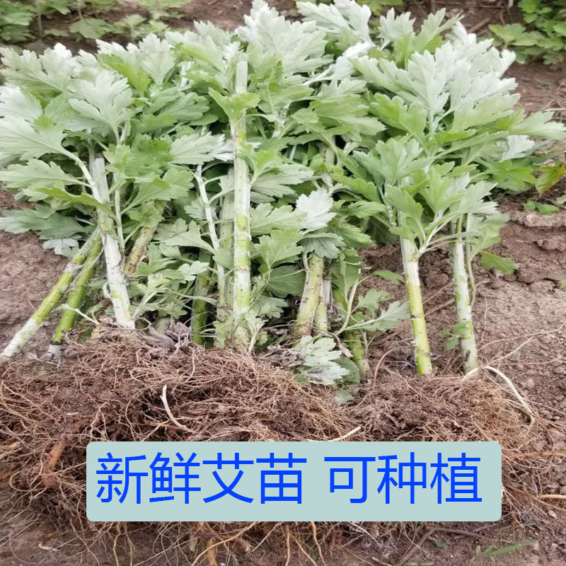 山区药用大叶艾草根种植艾草种苗驱蚊艾蒿新鲜四季艾草苗