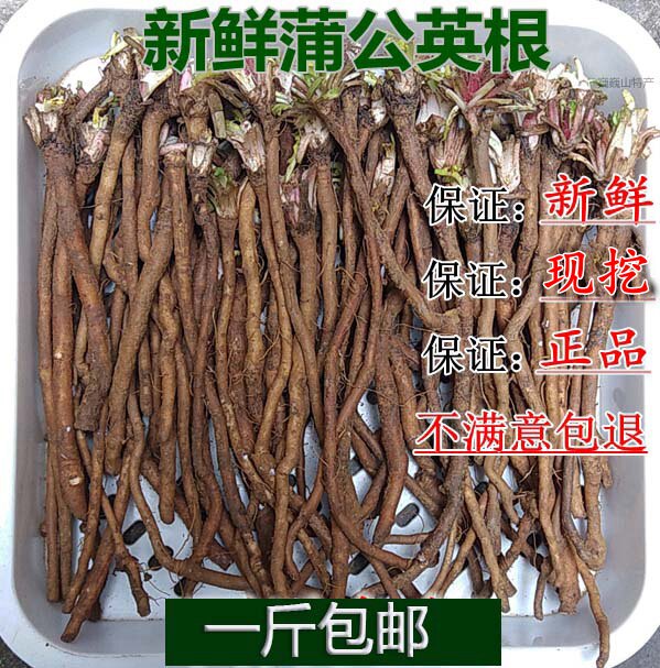 新鲜蒲公英根茶婆婆丁根种苗纯山上挖黄花地丁食材500g食材包邮