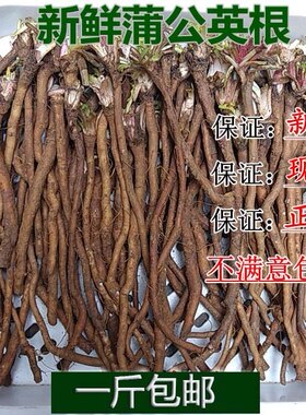 新鲜婆婆丁根蒲公英干品下火凉茶