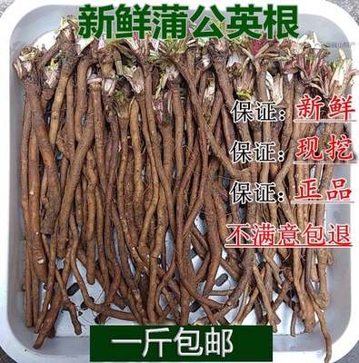 新鲜婆婆丁根蒲公英干品下火凉茶