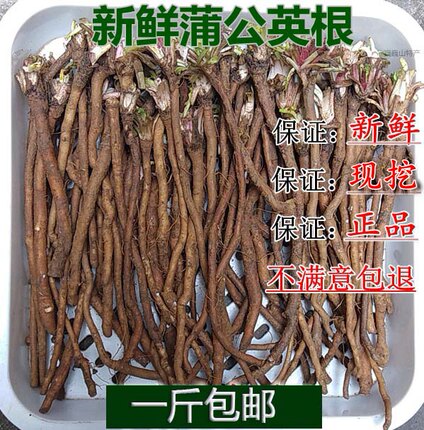 新鲜蒲公英根茶婆婆丁根种苗纯山上挖黄花地丁食材500g食材包邮