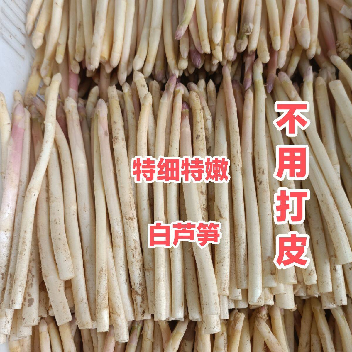 新鲜白芦笋特嫩芦笋头芦笋尖长度8-15厘米现房农家自种曹县特产