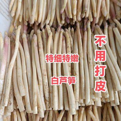 新鲜白芦笋特嫩芦笋头芦笋尖长度8-15厘米现房农家自种曹县特产