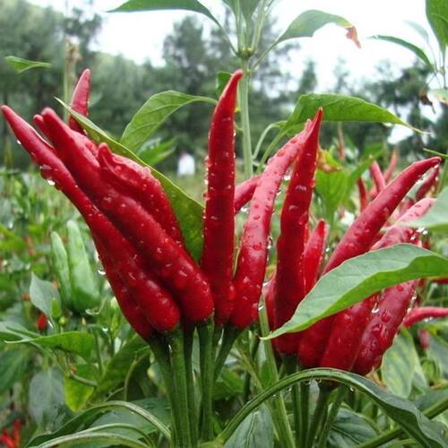 小米辣椒5斤新鲜农家自种红辣椒指朝天椒蔬菜泡椒特辣小米椒鲜辣