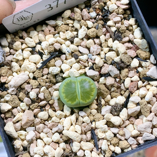 3770绿菊一物一拍生石花肉锥35 包邮